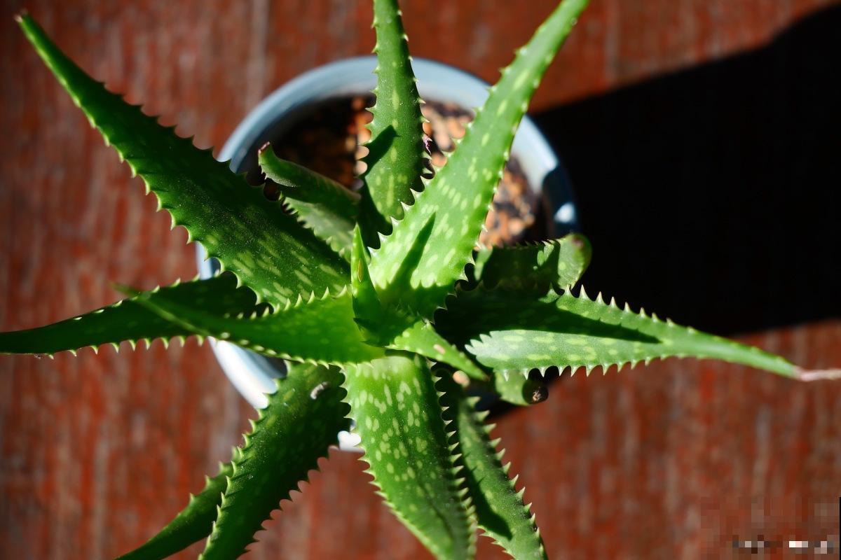 厕所旁边种什么植物好