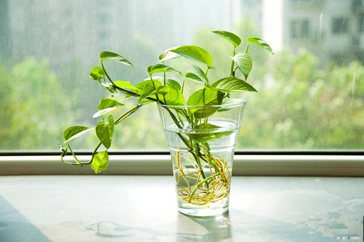 绿萝叶不绿怎么办