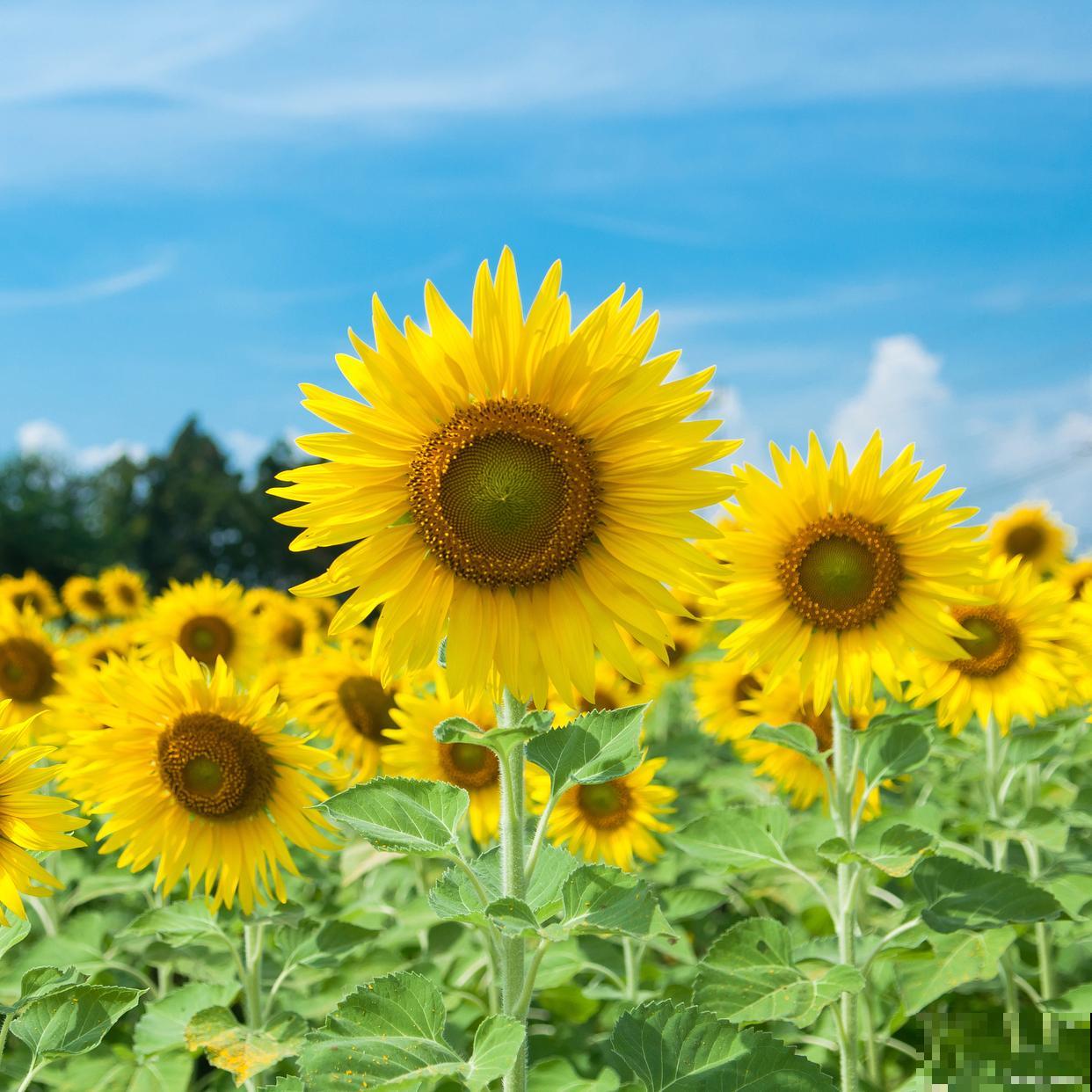 春天什么温度适合种花 春天什么温度适合种花