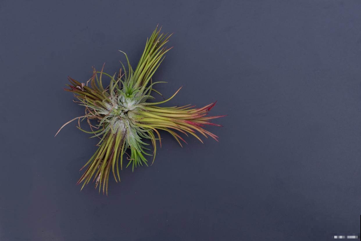 空气凤梨怎么种植 空气凤梨怎么种植