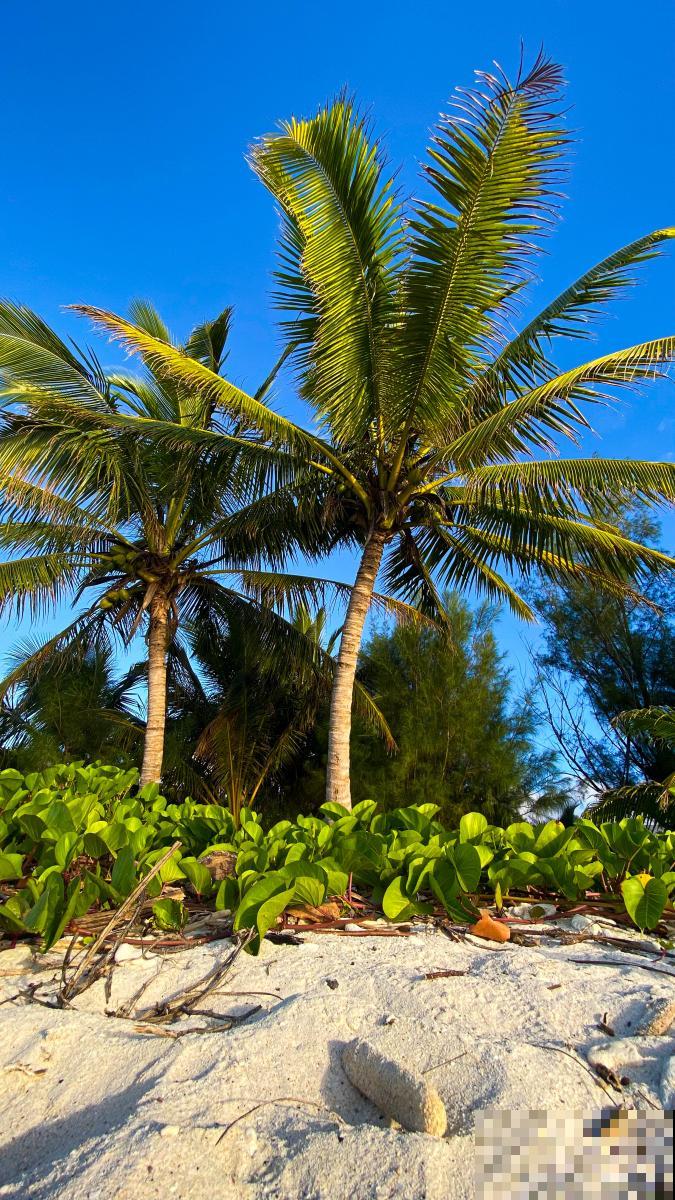 椰子树怎么繁殖? 椰子树怎么繁殖?