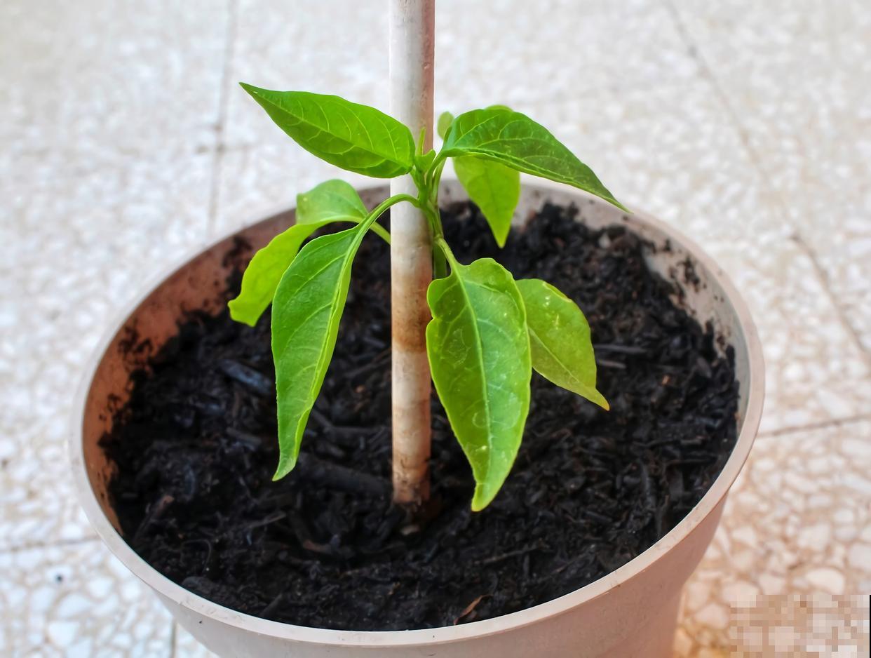 杜鹃花可以扦插繁殖吗