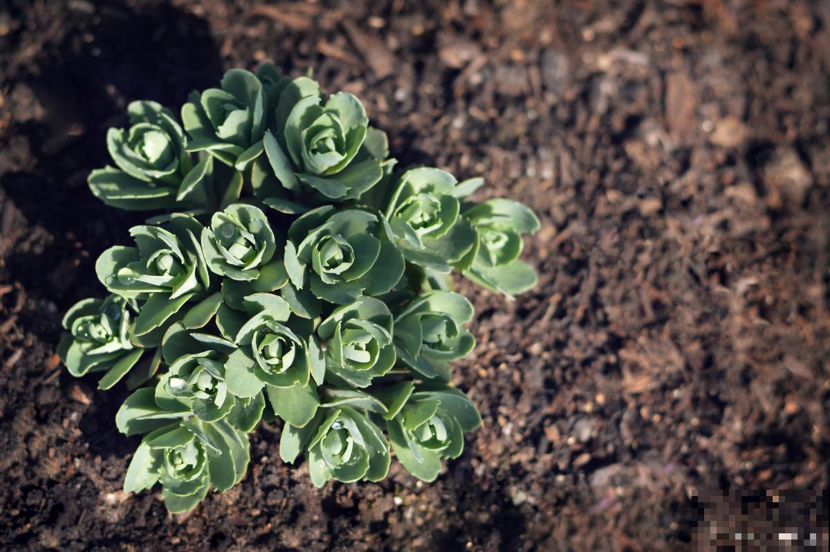 山地玫瑰怎么换盆