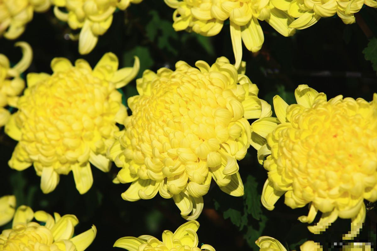 种植菊花用什么肥料