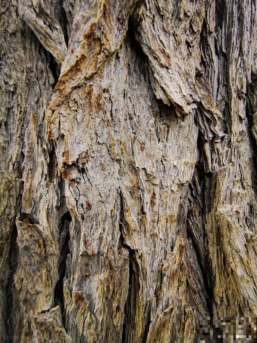 树皮没了怎么补救 树皮没了怎么补救