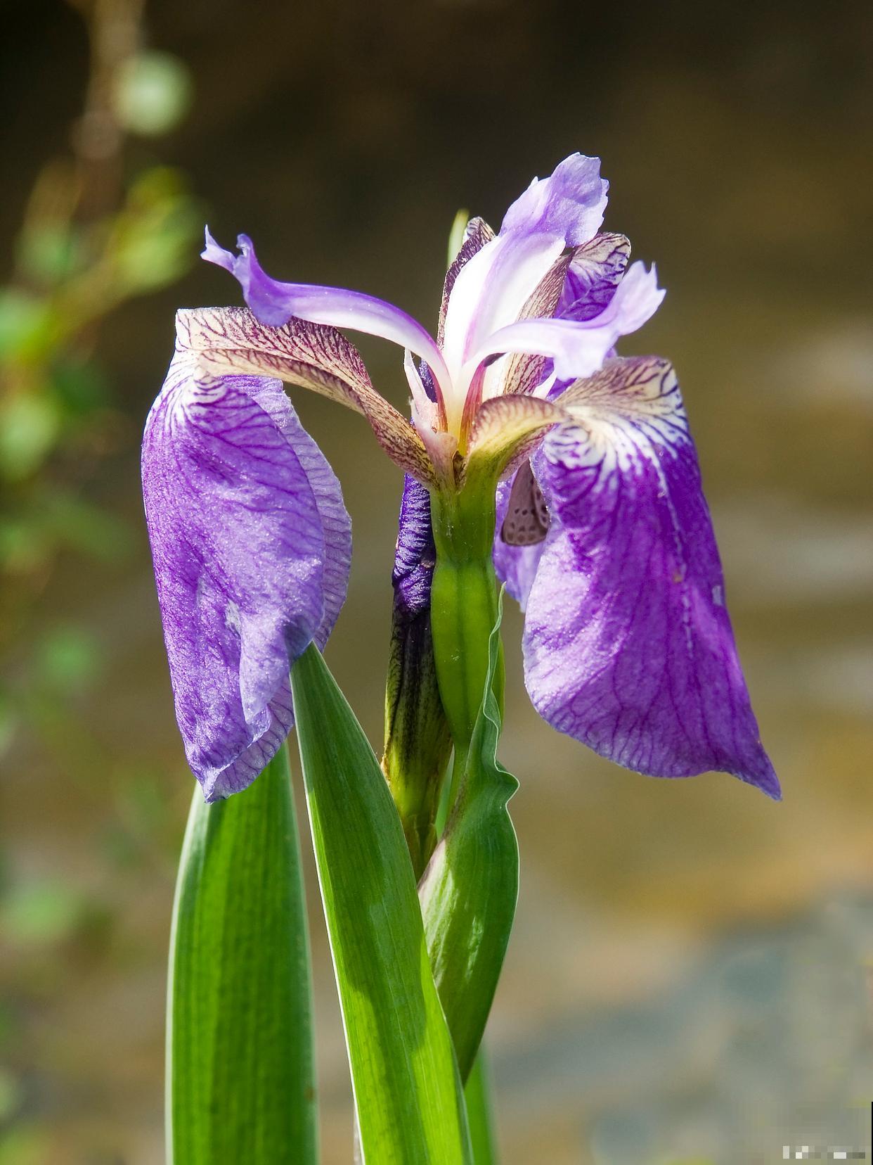 鸢尾如何分株的? 鸢尾如何分株的?
