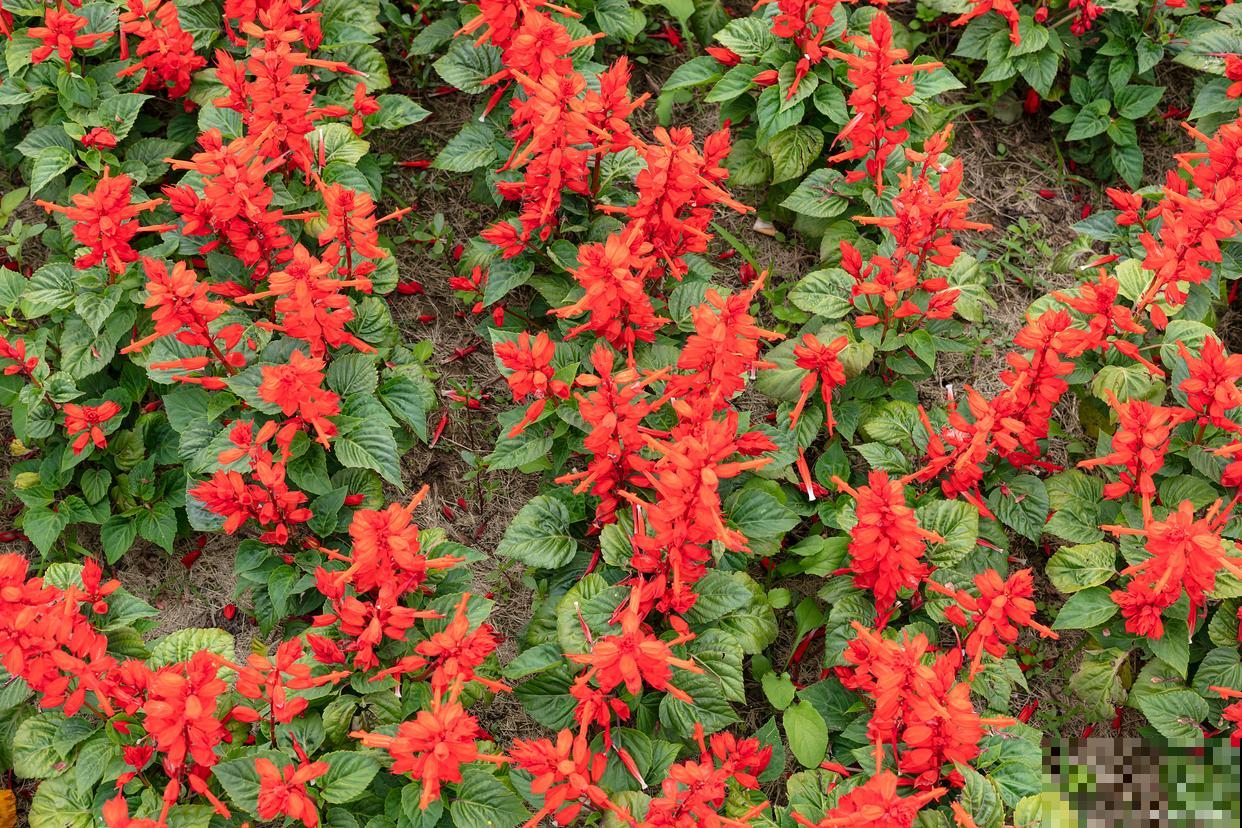 一串红怎么播种？