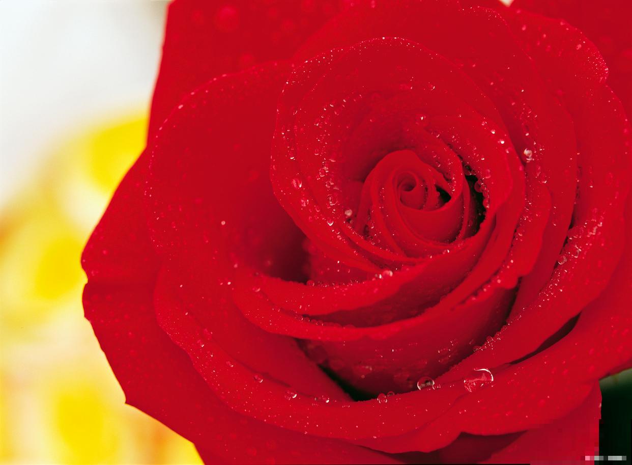 玫瑰花长霜了怎么回事 玫瑰花长霜了怎么回事