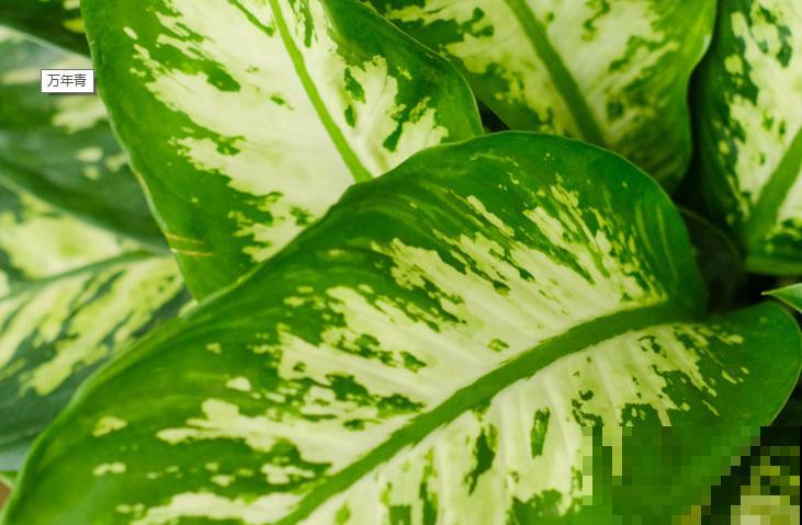 耐阴的室内花卉有很多，这4种最常见，好养观赏性强