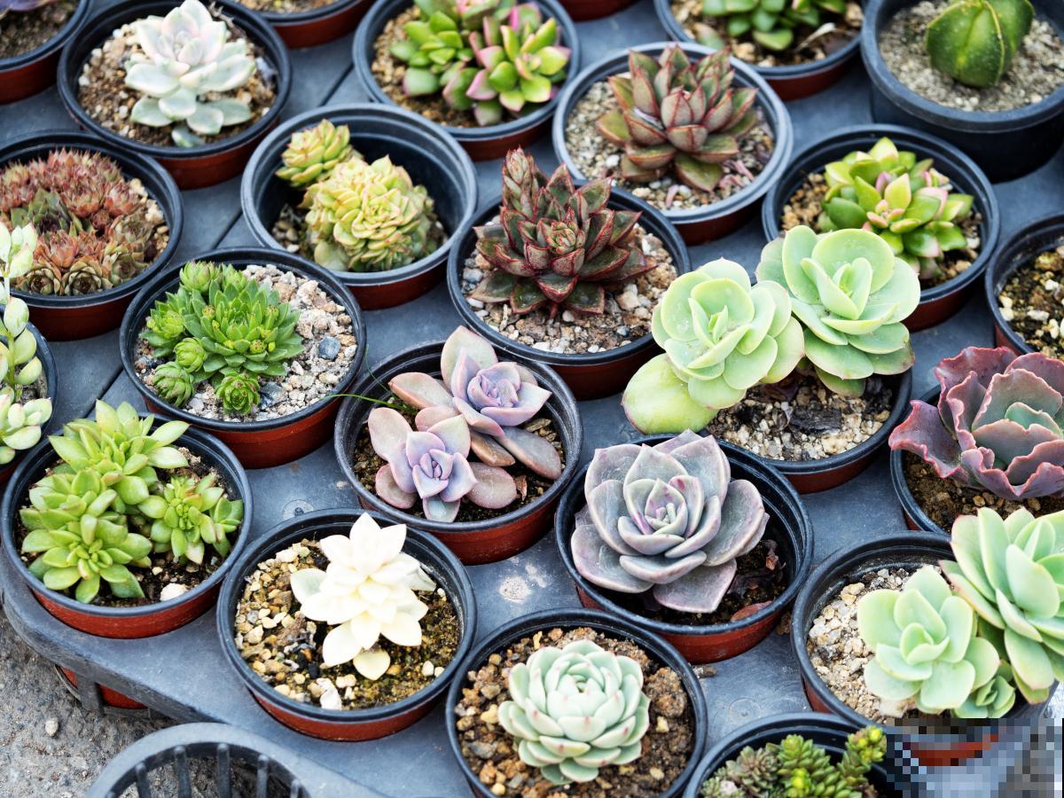 多肉夏季怎么养？