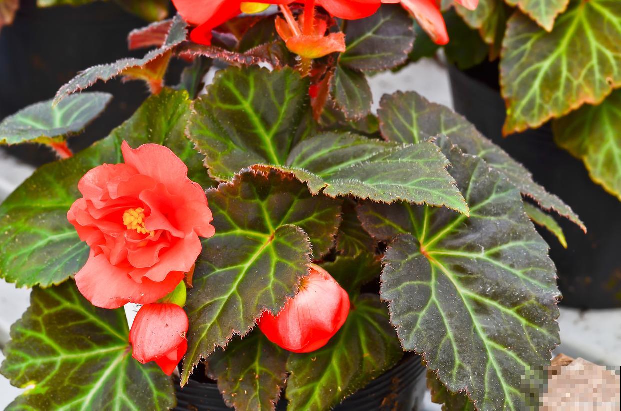 秋海棠如何繁殖？