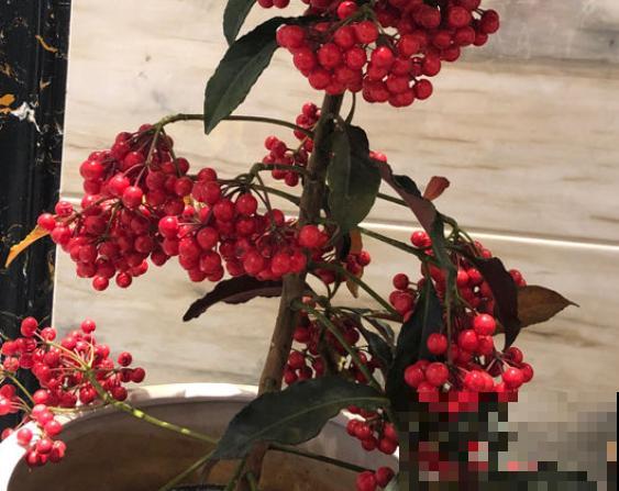 朱砂根不结果，主要和这3点有关，好好养护结果快