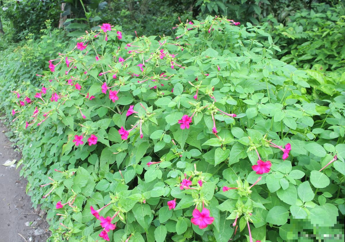 紫茉莉什么时候种