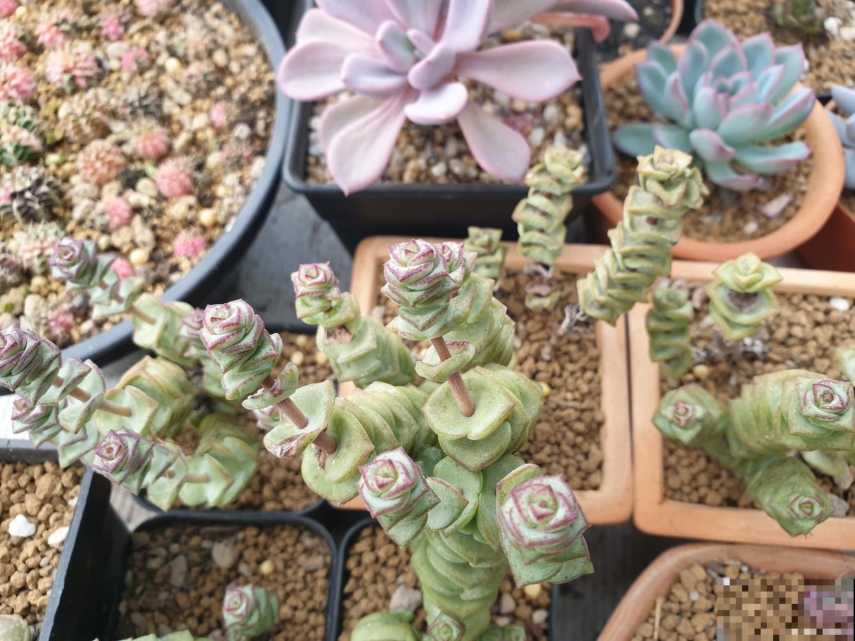 多肉茜之塔怎么养