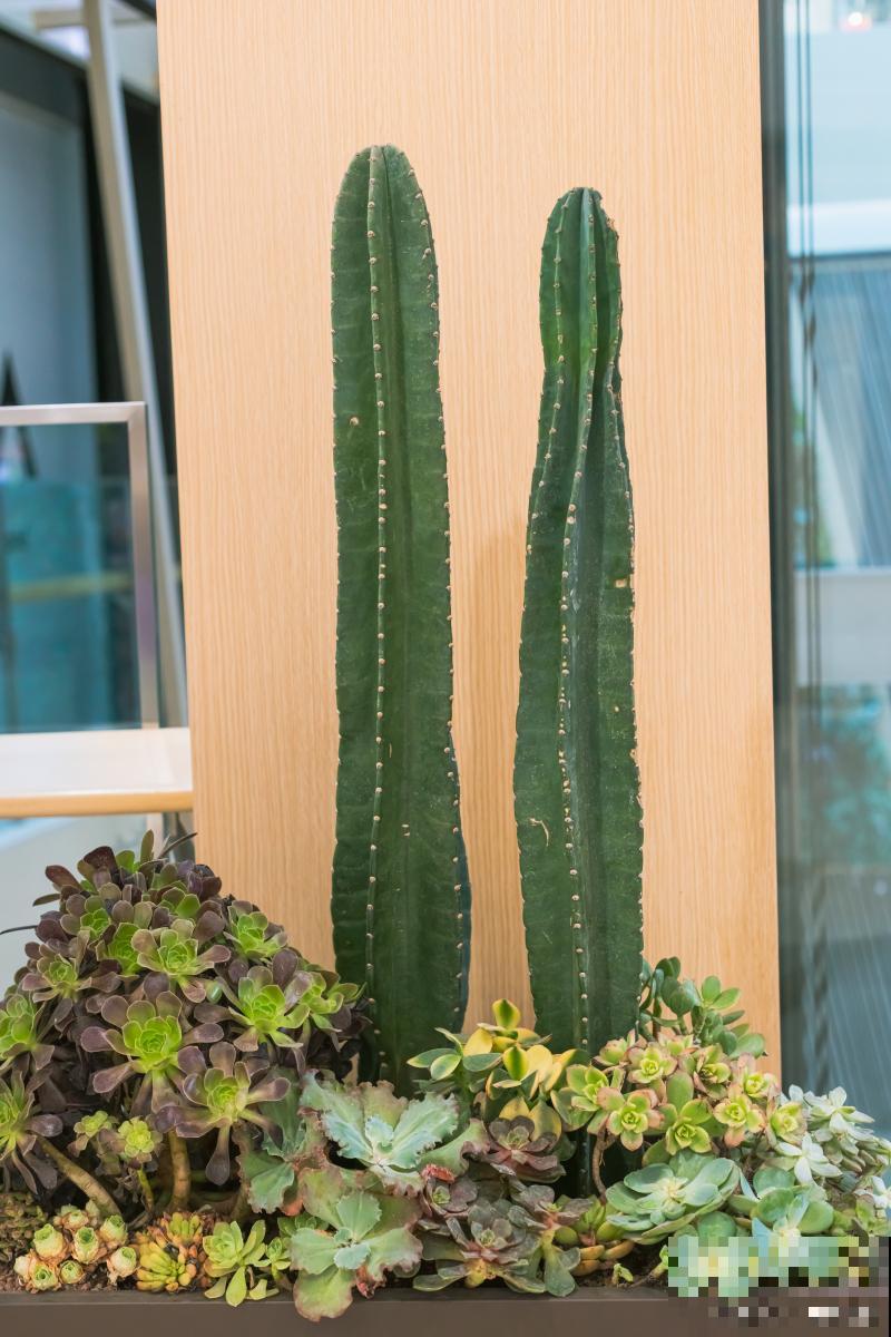 量天尺怎么浇水？