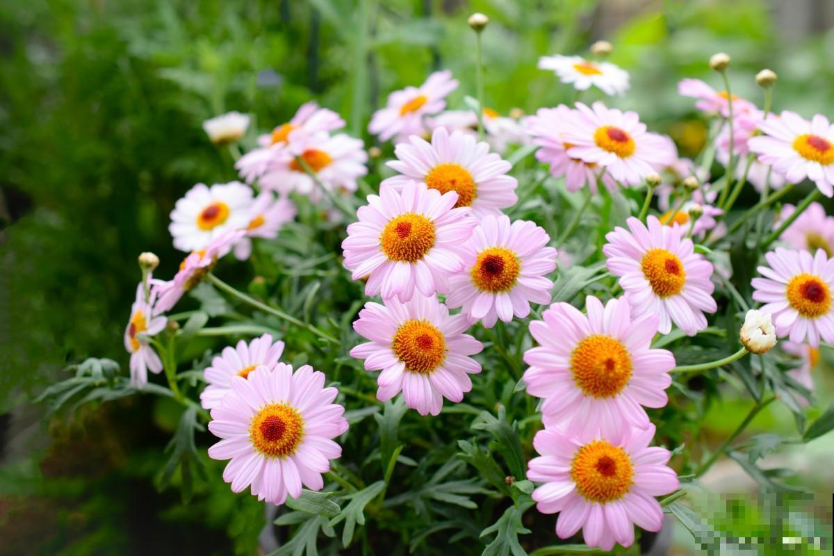 玛格丽特盆栽怎么养 玛格丽特盆栽怎么养