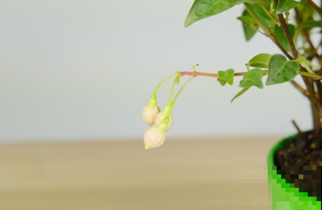 灯笼花长腻虫，不要着急，做好这3步就能解决