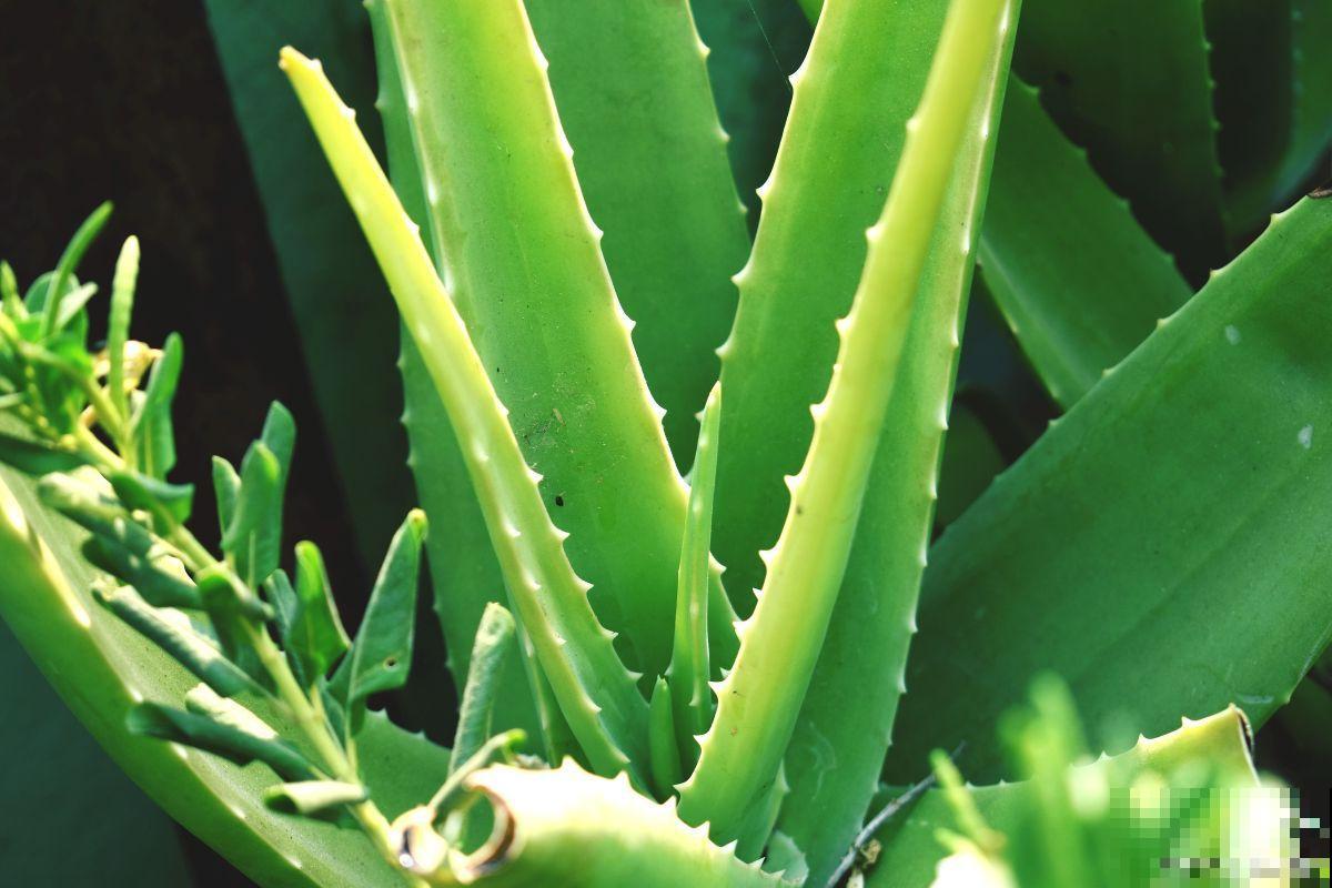 如何养殖芦荟的？