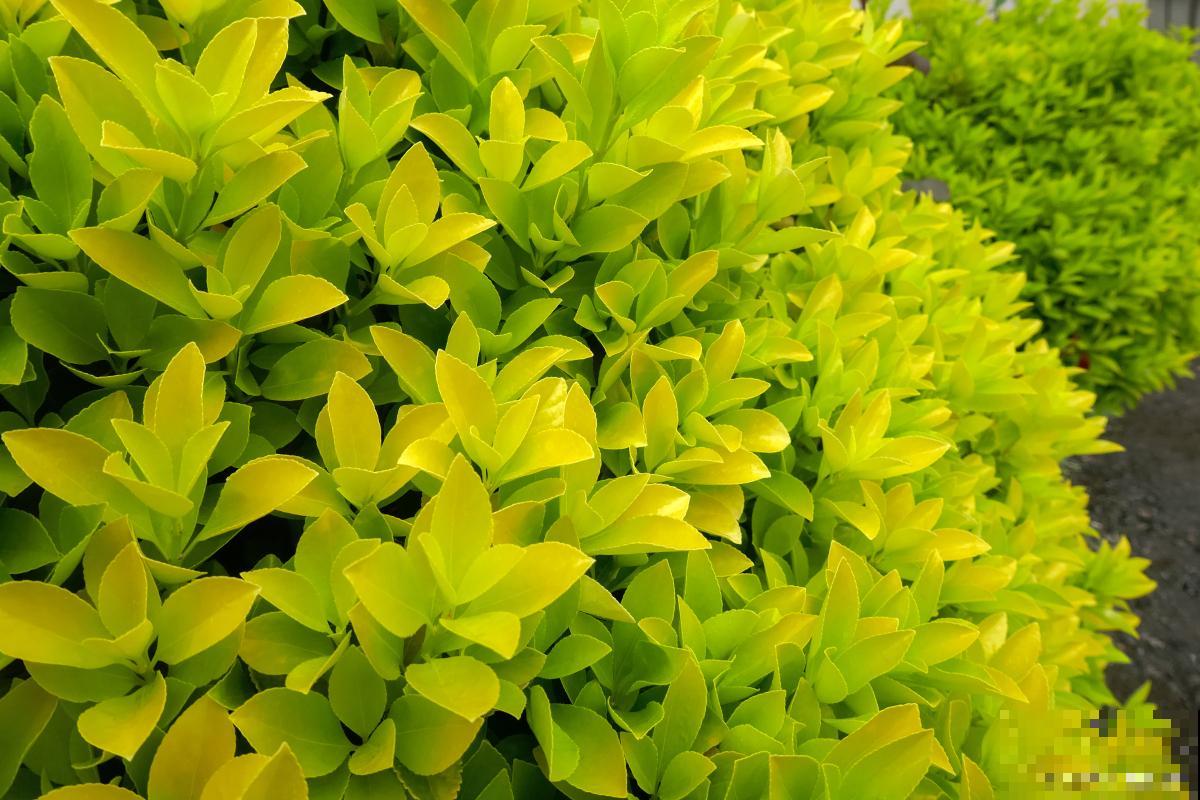 秋天生长的植物有哪些