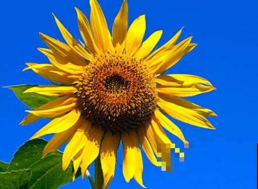 向日葵要想快速开花，这5点要知道，学会养殖不出问题