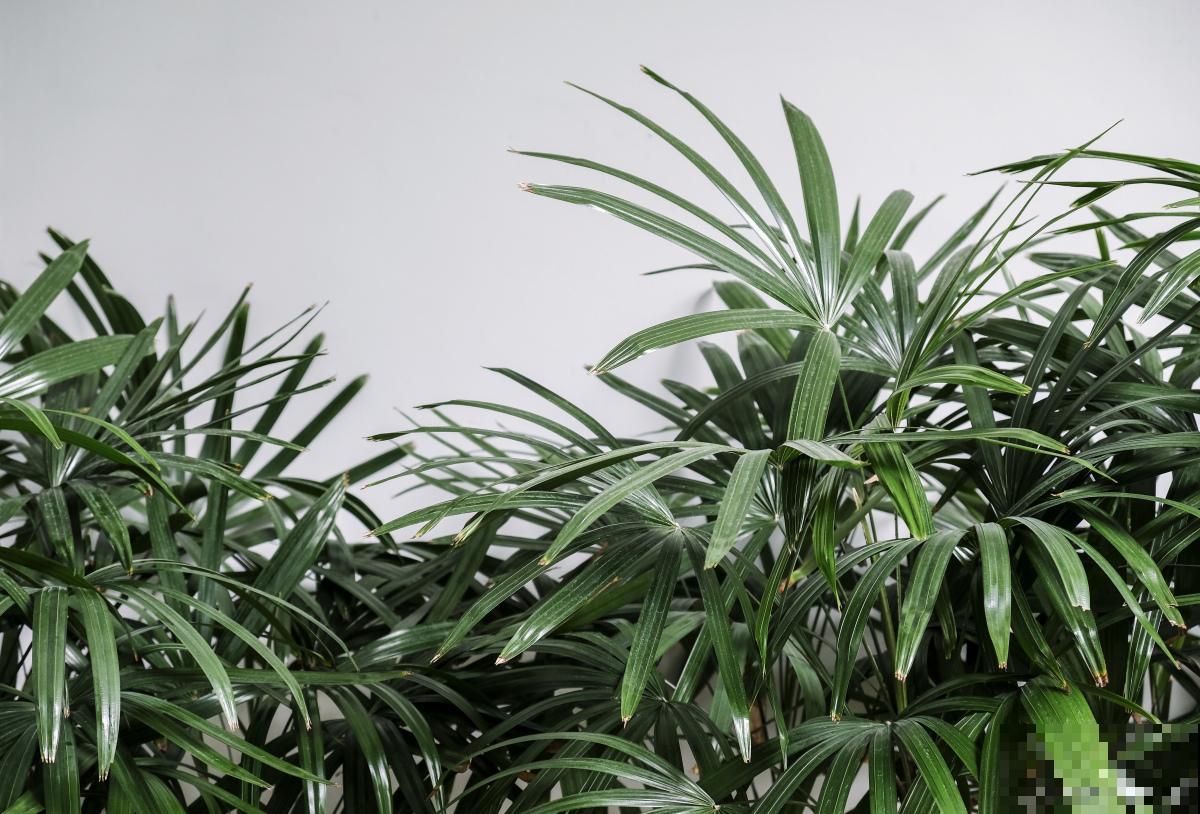 棕竹什么时候换盆比较好