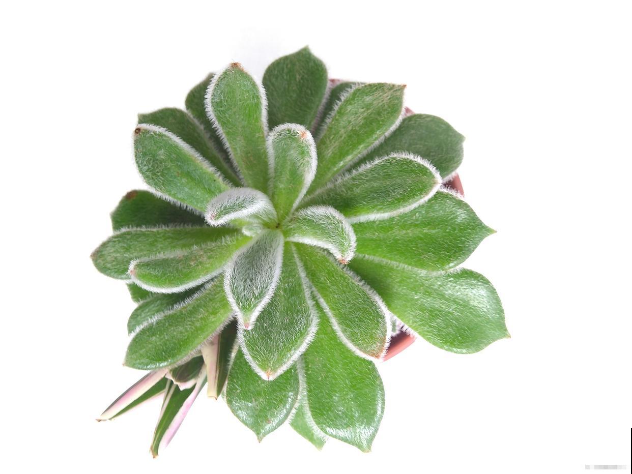 锦司晃多肉怎么养