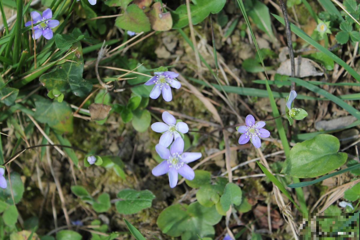 紫花地丁怎么种植 紫花地丁怎么种植
