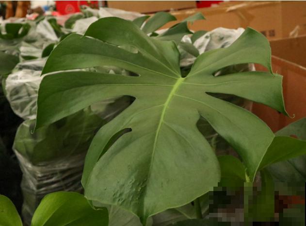 龟背竹茎倒伏，学会这4点，改善倒伏情况