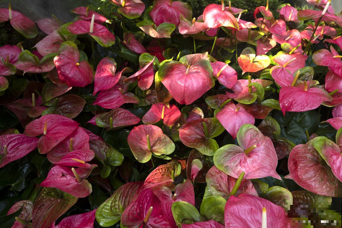 红掌为什么不红了 红掌为什么不红了