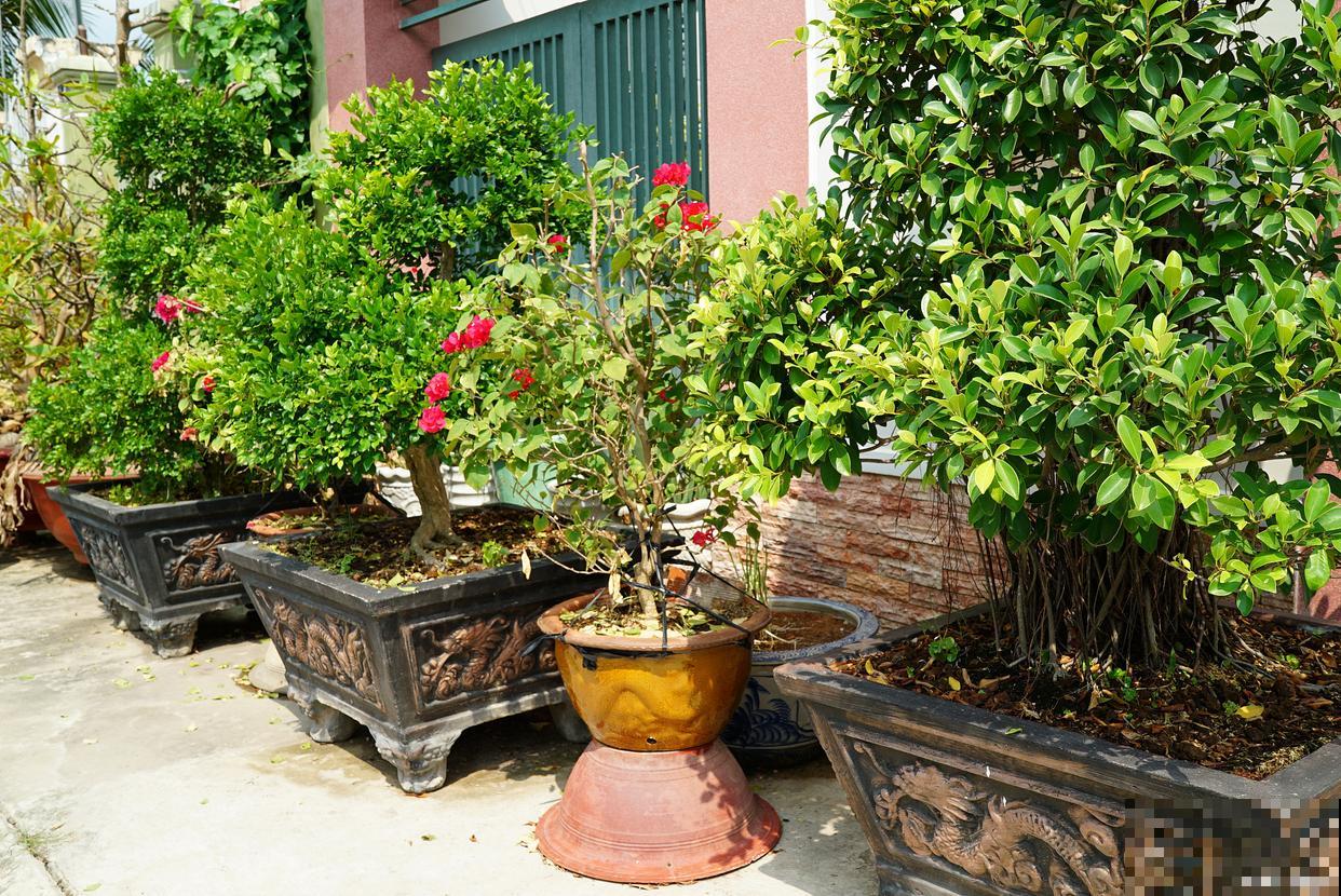 石榴盆栽怎么养? 石榴盆栽怎么养?