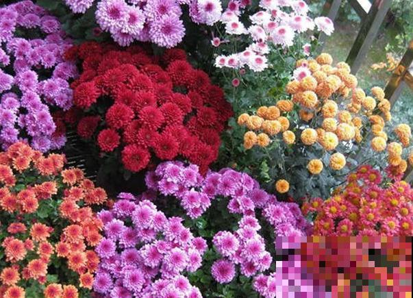 荷兰菊叶子发黄，主要和这4点有关，及时处理还有救