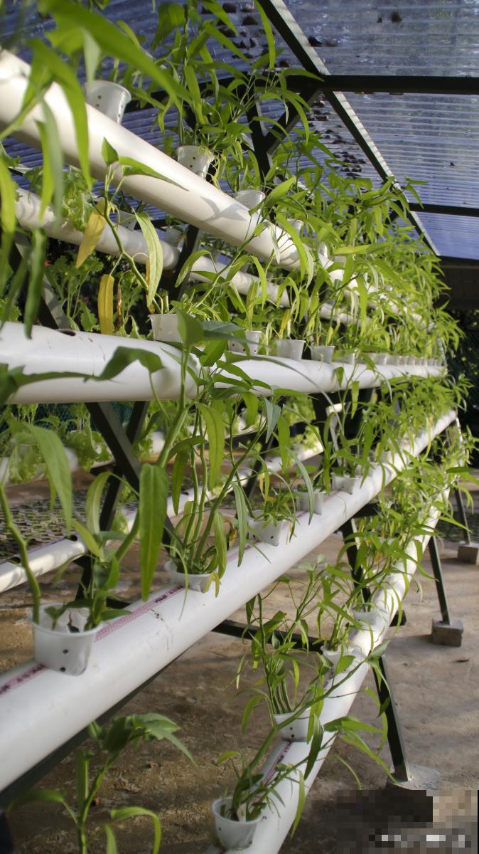 如何水培蔬菜的？