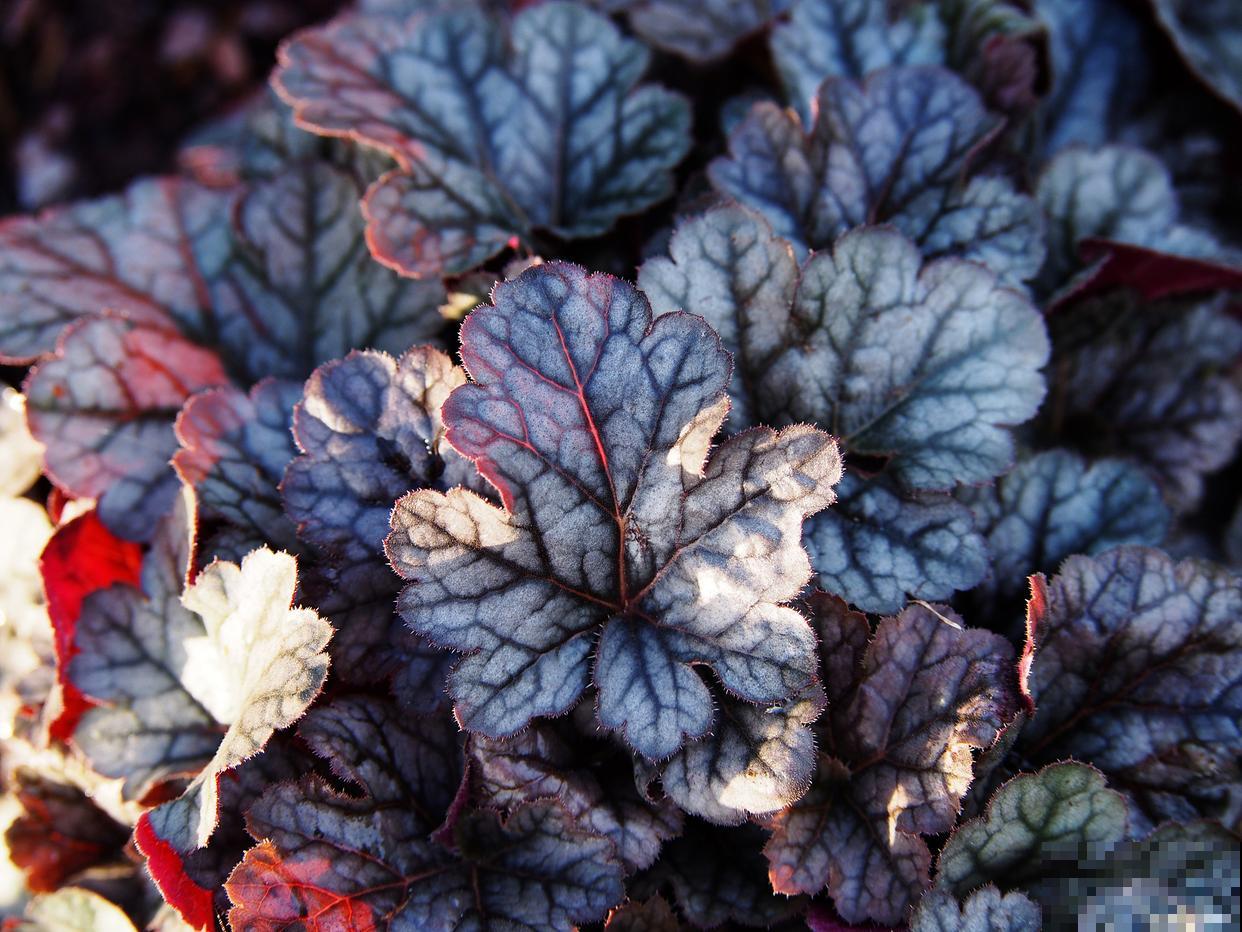 矾根用什么盆种好看