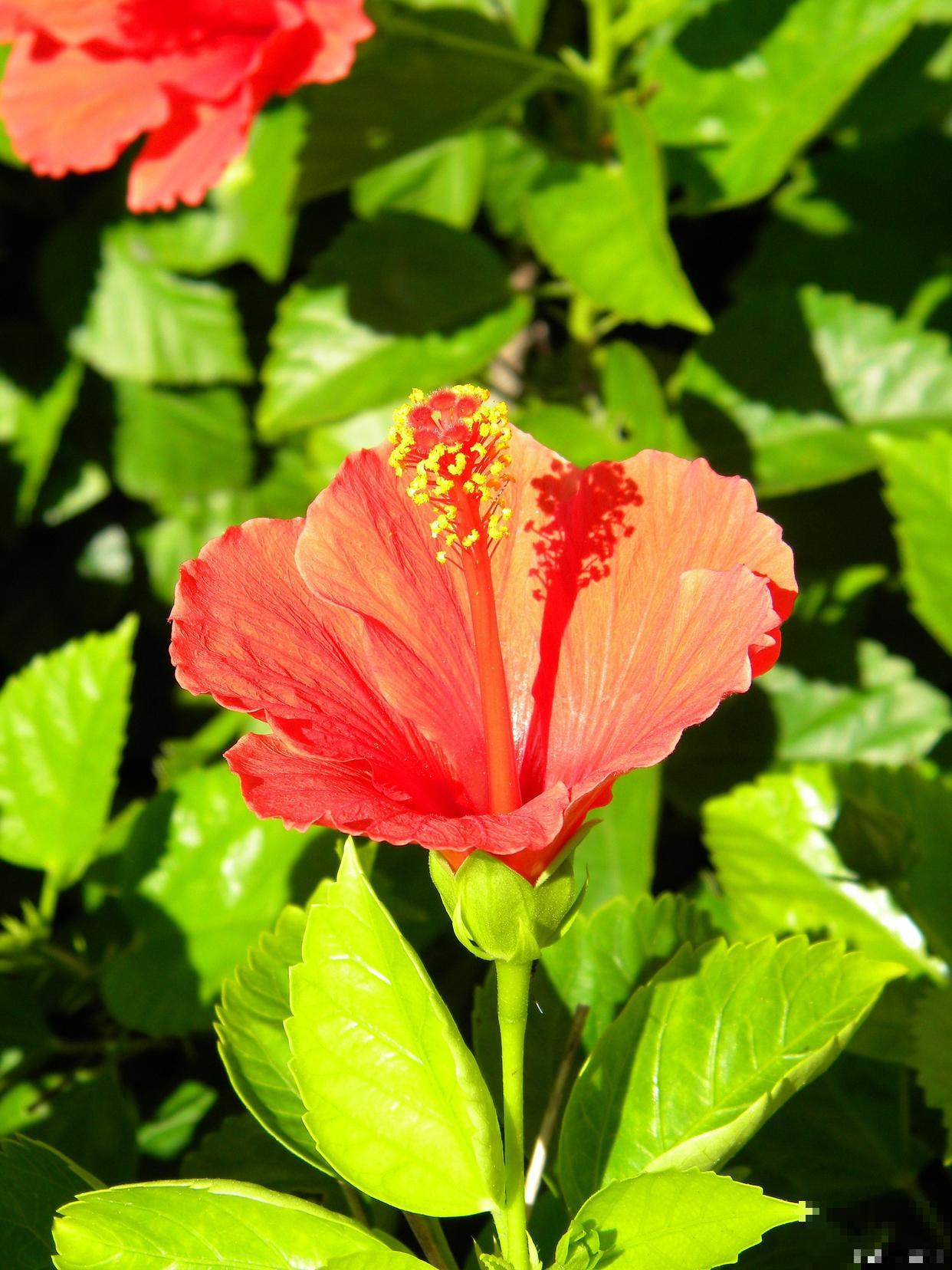 扶桑花什么时候扦插 扶桑花什么时候扦插