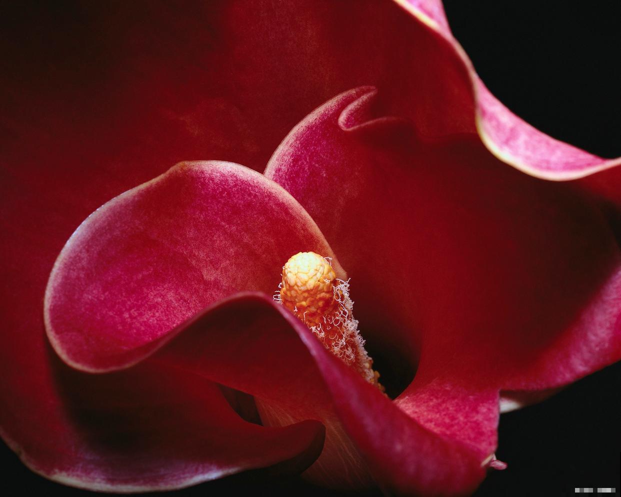 红色马蹄莲怎么养