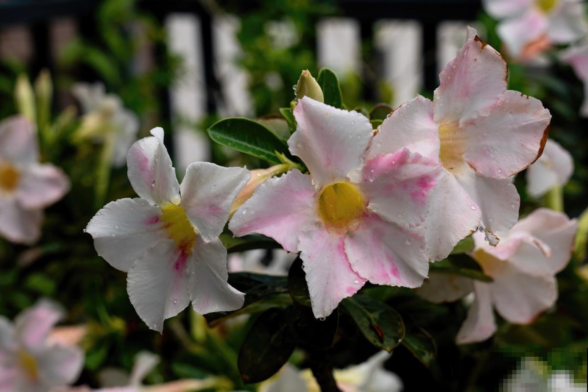 沙漠玫瑰如何过冬 沙漠玫瑰如何过冬