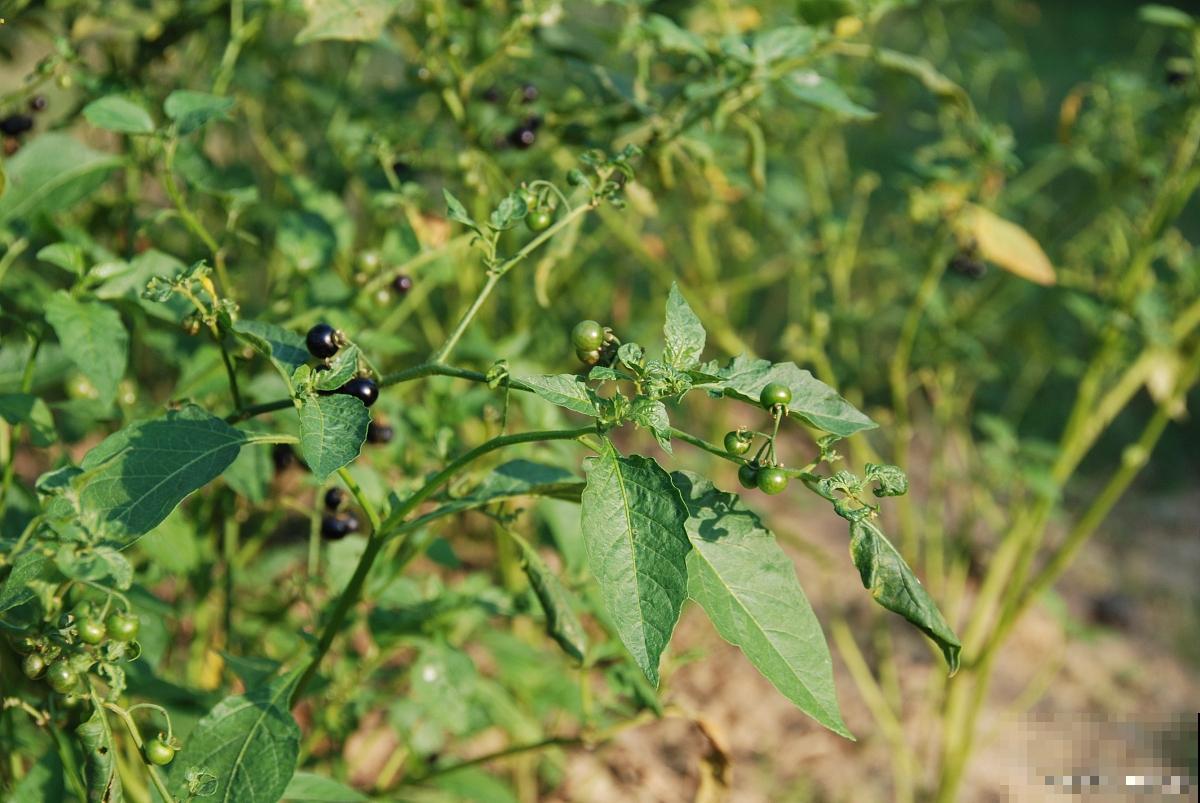 龙葵怎么种植的? 龙葵怎么种植的?