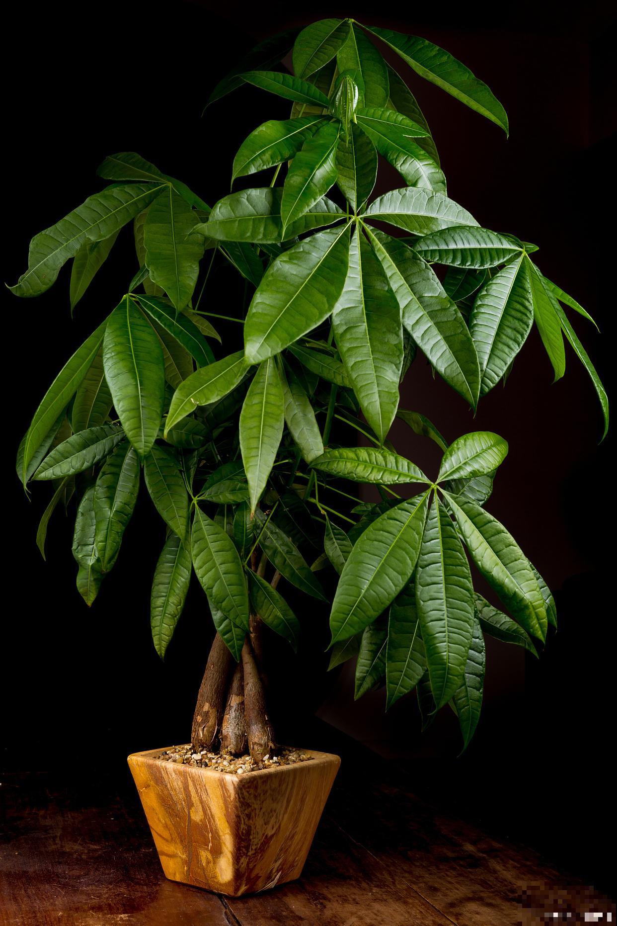 发财树浇水怎么浇 发财树浇水怎么浇