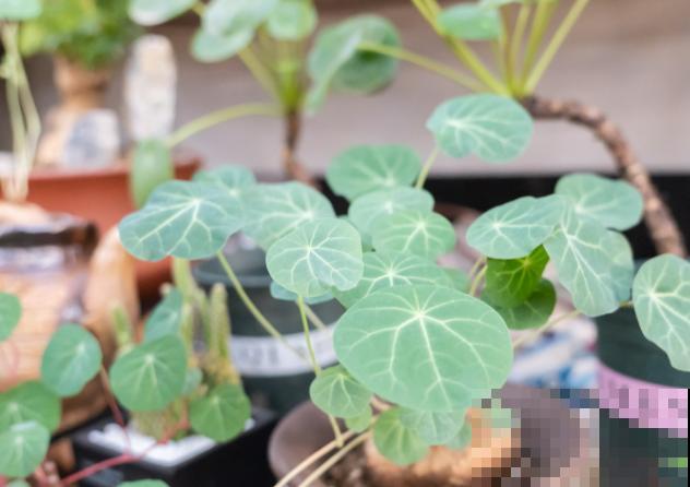 养殖山乌龟留1-2根主藤好,还要注意养殖4要点,长势才能旺盛 养殖山乌龟留1-2根主藤好,还要注意养殖4要点,长势才能旺盛