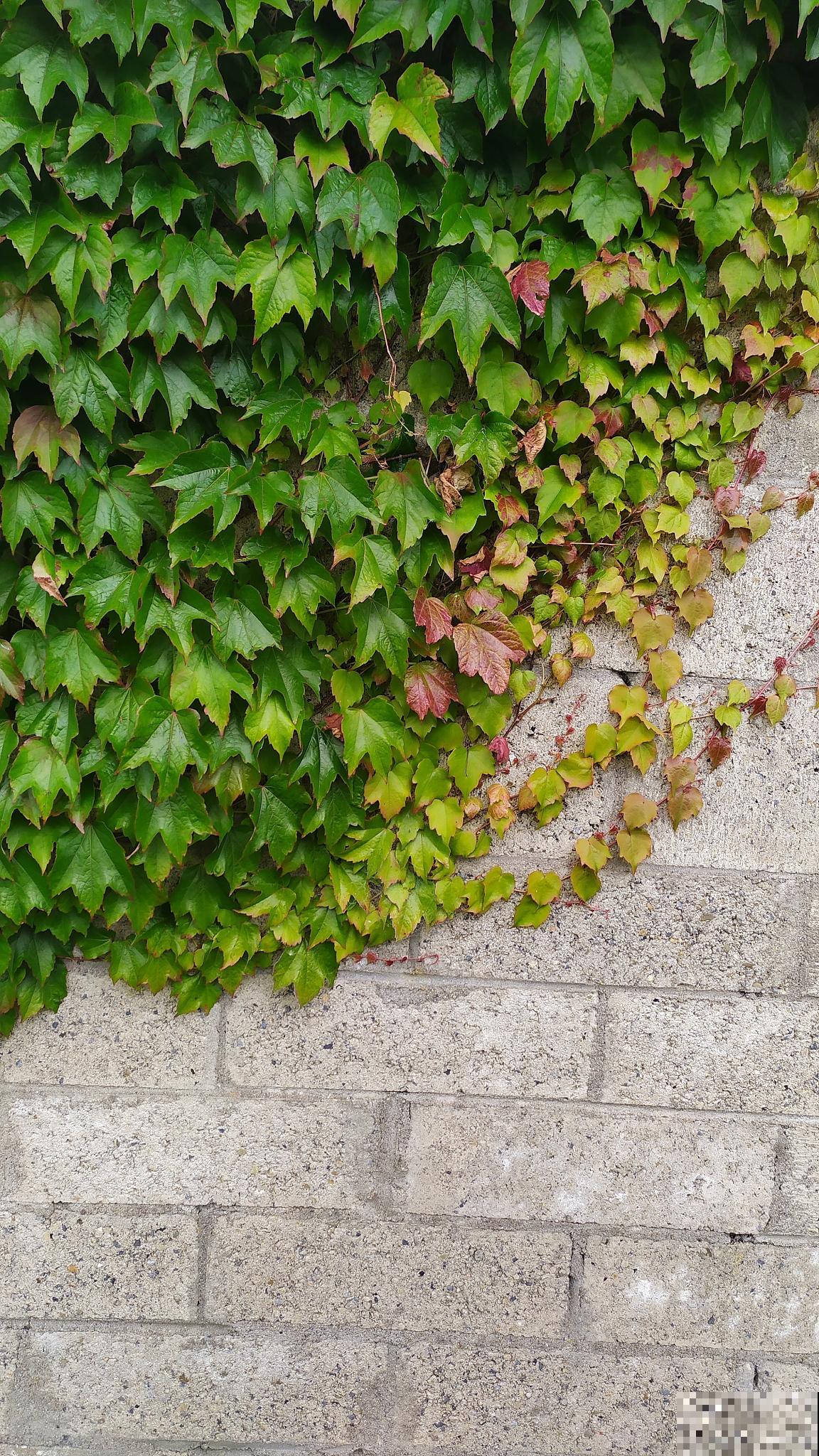 爬山虎怎么播种？