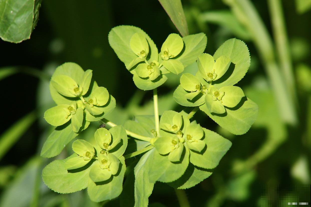 浇水太多植物会烂根吗 浇水太多植物会烂根吗