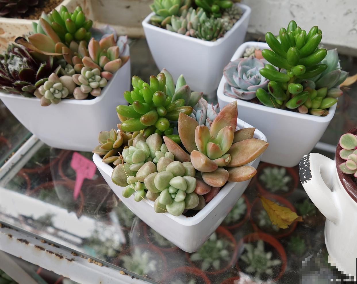 多肉被雨淋了怎么办