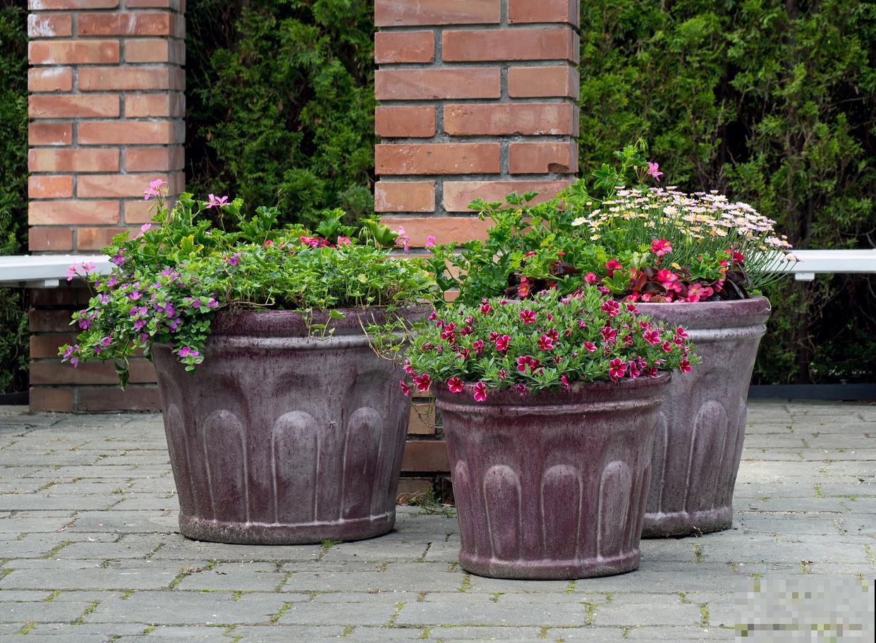 花卉开花期盆太小怎么办