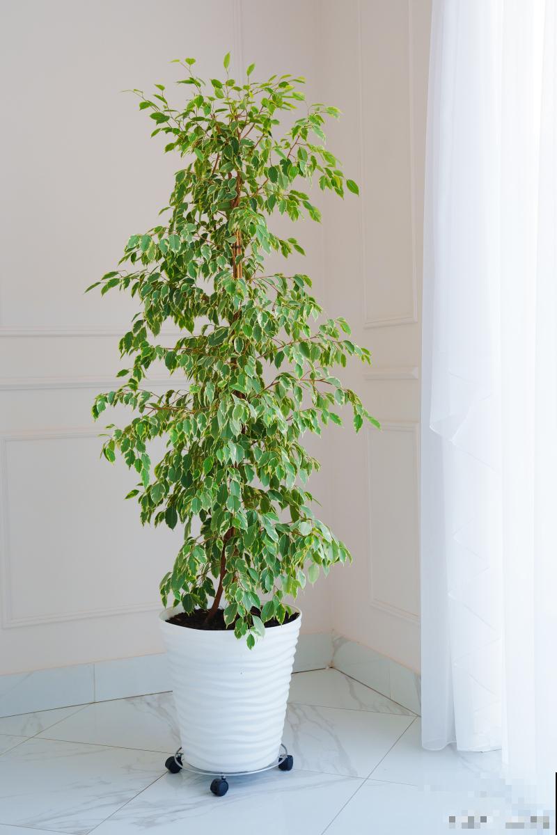 幸福树春天怎么养护