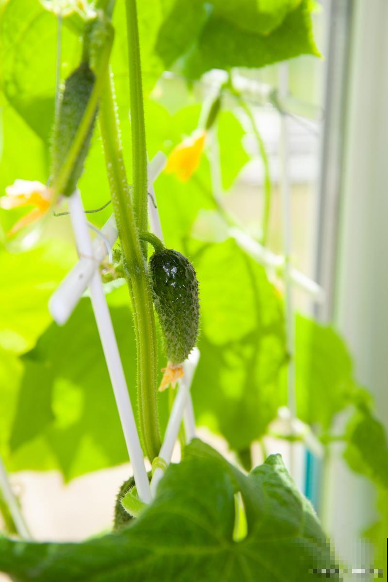阳台黄瓜怎么种植