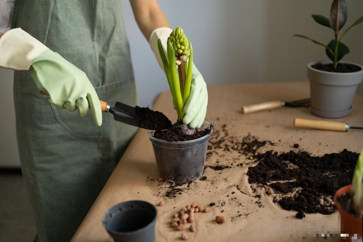盆栽怎么翻土的？
