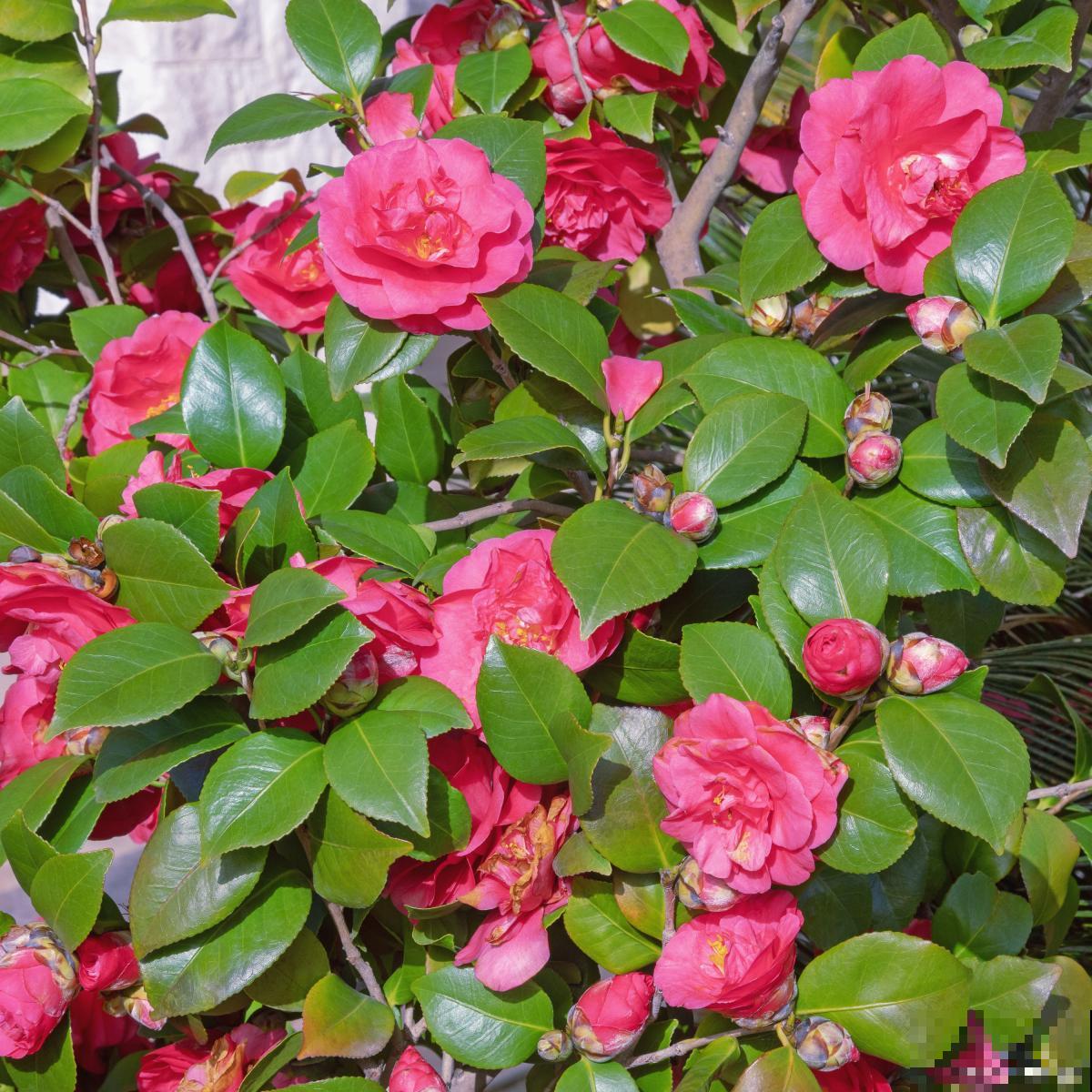 茶梅为什么比茶花贵