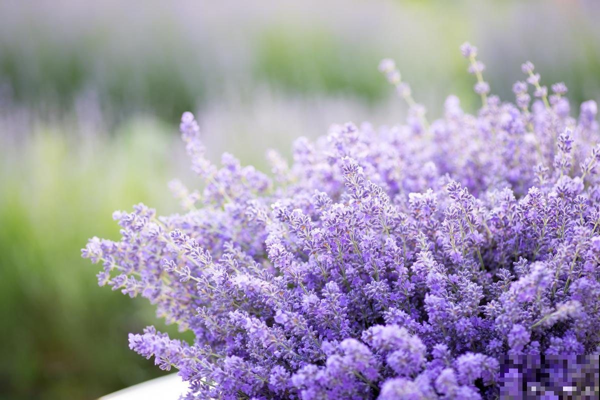 夏天生长的花有哪些