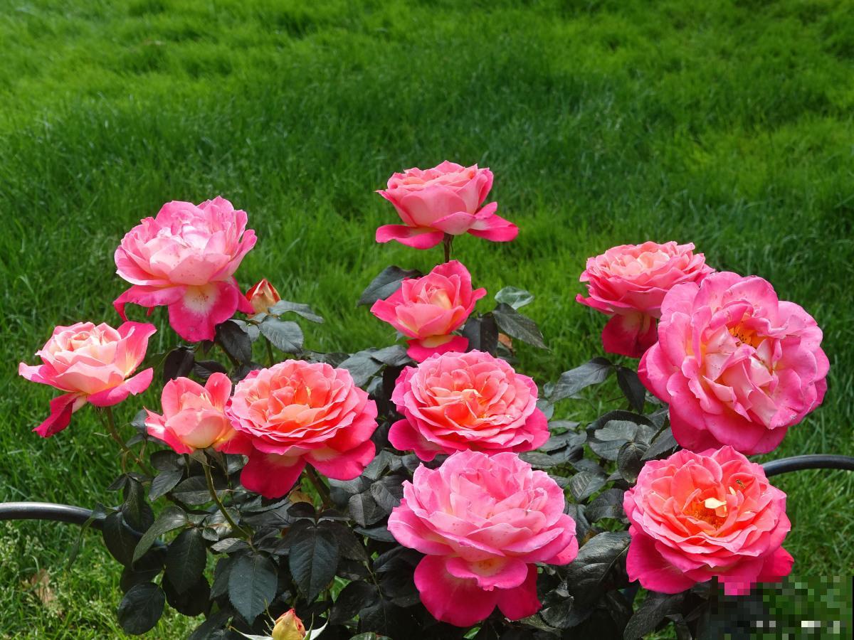 月季如何爆盆的? 月季如何爆盆的?