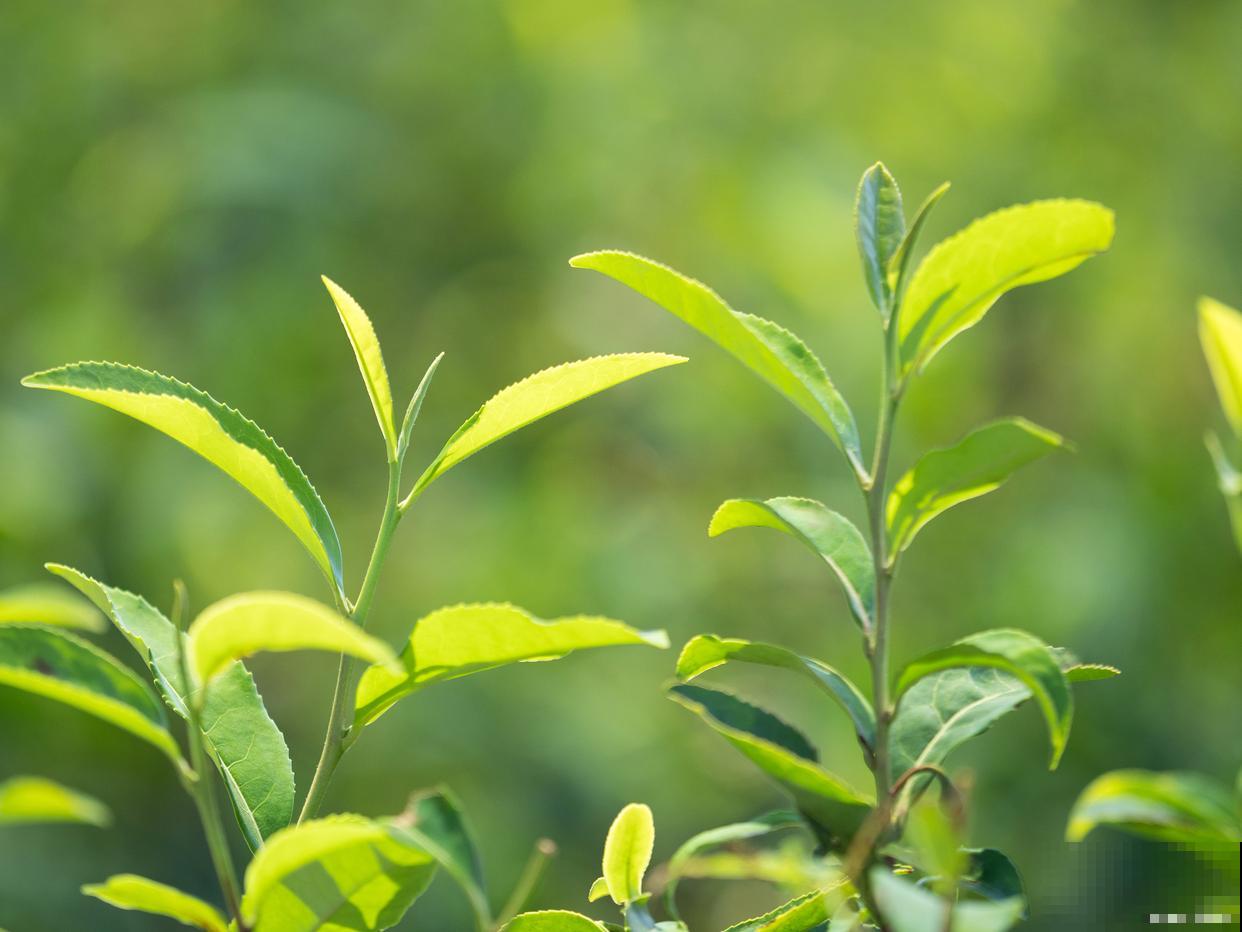 风化土可以种什么植物